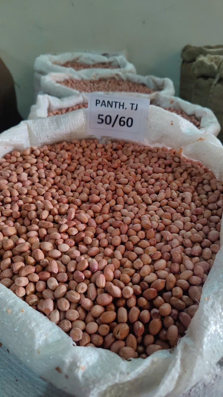 INDIAN PEANUTS TJ