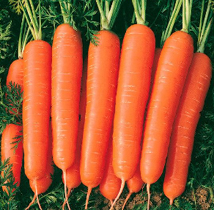 FRESH CARROT EGP1