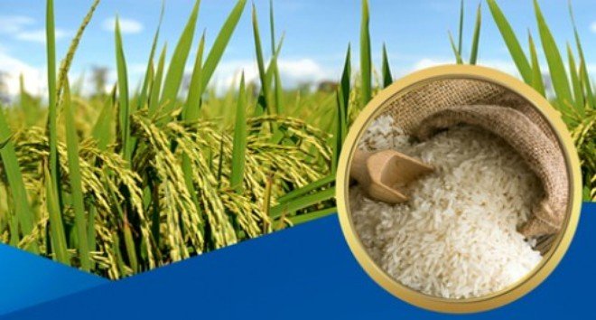SWARNA WHITE RICE