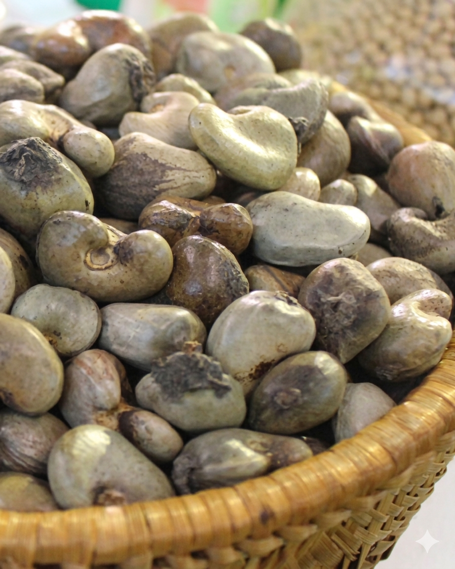 RAW CASHEW NUTS (RCN)
