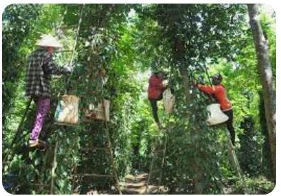 DARK BLACK PEPPER 5mm