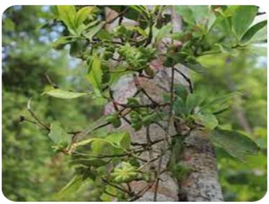 STAR ANISE SPRING CROP (STANDARD)