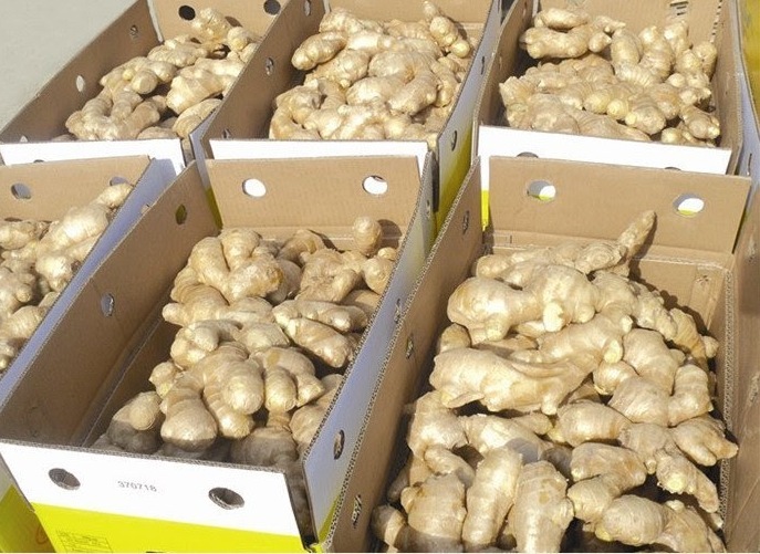 VIETNAM WHOLE FRESH GINGER