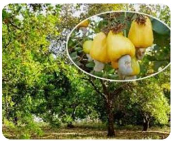 CASHEW NUTS EGP 320