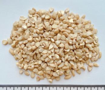 CASHEW NUT SP