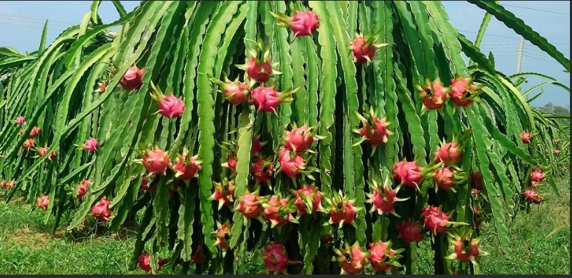 FRESH RED FLESH DRAGON FRUIT EGP