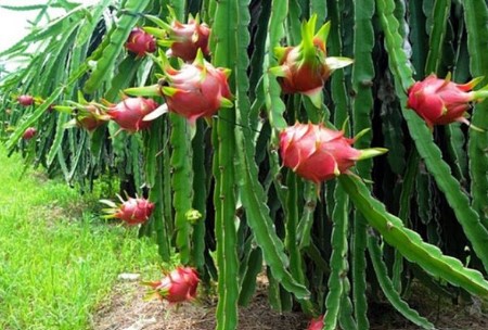 FRESH WHITE FLESH DRAGON FRUIT EGP