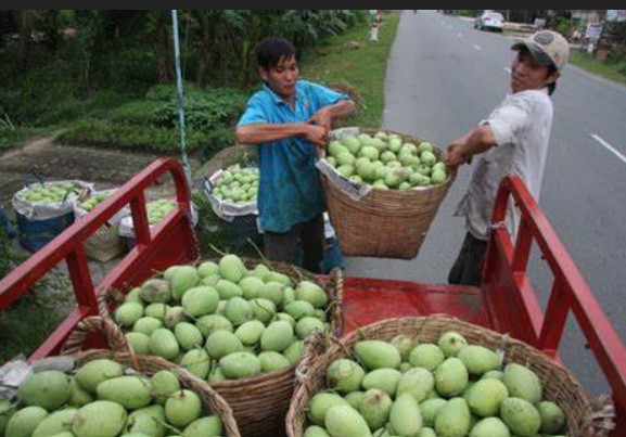 FRESH CAT CHU MANGO EGP