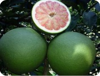 GREEN SKIN POMELO EGP