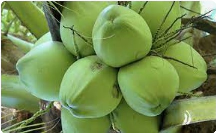 FRESH COCONUT EGP