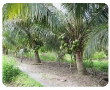 FRESH COCONUT EGP