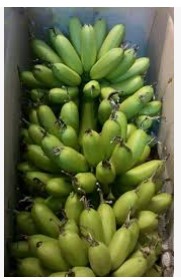 FRESH PORCELAIN BANANA EGP