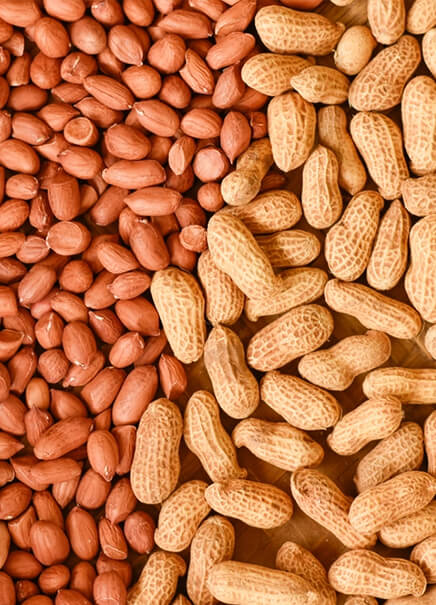 INDIAN PEANUTS BOLD