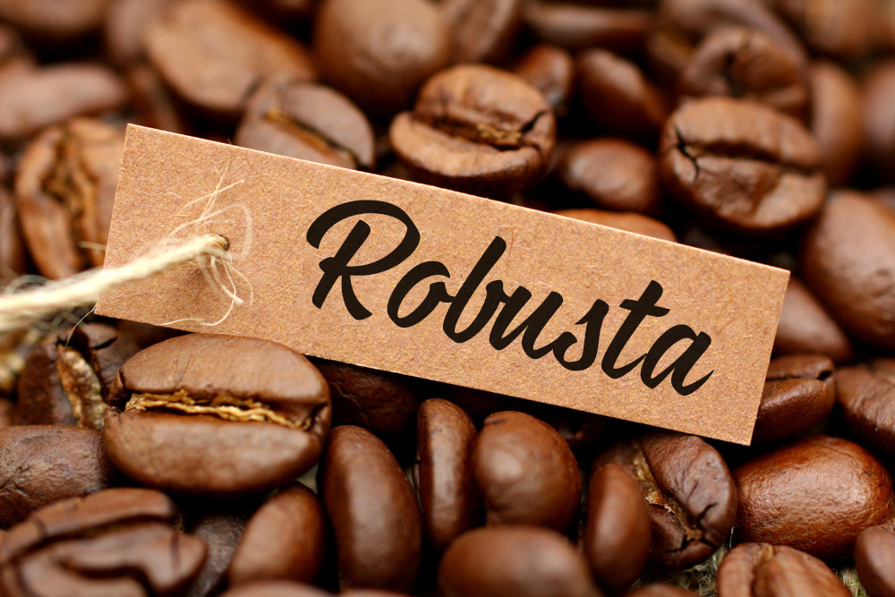 ROBUSTA COFFEE WET POLISHED