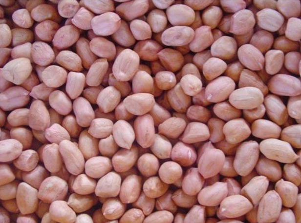 INDIAN PEANUTS JAVA
