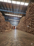 RAW CASHEW NUTS (RCN)