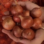 FRESH ONIONS