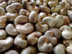 RAW CASHEW NUTS (RCN)