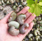 RAW CASHEW NUTS (RCN)