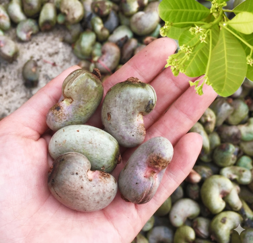 RAW CASHEW NUTS (RCN)