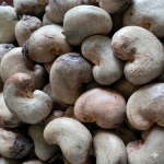 RAW CASHEW NUTS (RCN)