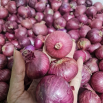 FRESH ONIONS