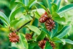 STAR ANISE SPRING CROP (STANDARD)