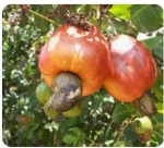 CASHEW NUTS EGP 180