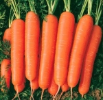 FRESH CARROT EGP