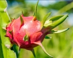 FRESH RED FLESH DRAGON FRUIT EGP