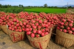 FRESH RED FLESH DRAGON FRUIT EGP