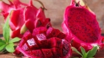 FRESH RED FLESH DRAGON FRUIT EGP