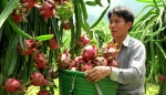 FRESH WHITE FLESH DRAGON FRUIT EGP