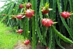 FRESH WHITE FLESH DRAGON FRUIT EGP