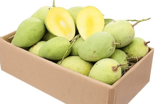 XOÀI CÁT CHU TƯƠI EGP