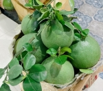 GREEN SKIN POMELO EGP