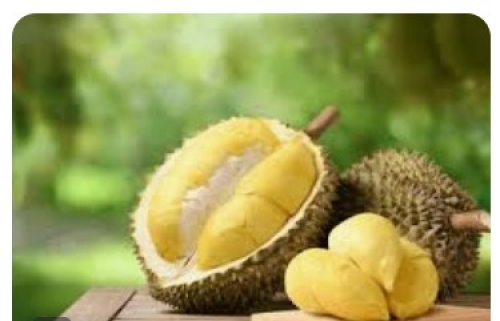 SẦU RIÊNG Ri6/MONTHONG TƯƠI EGP