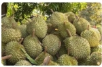 FRESH DURIAN Ri6/MONTHONG EGP