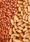 INDIAN PEANUTS BOLD