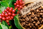 ROBUSTA COFFEE CLEANED