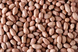 INDIAN PEANUTS JAVA