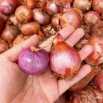FRESH ONIONS