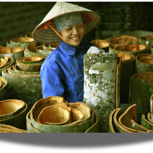 VIETNAM CINNAMON ENTERS THE FIRST HARVEST SEASON OF 2026